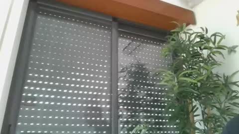 portugalerect online show from 01.08.26