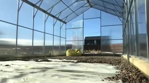 Queen of Pain online show from 03.09.25