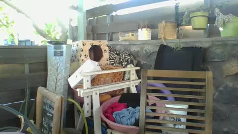 Snapshot of python974 chatting on 01.02.25 Python online show from 01.02.25