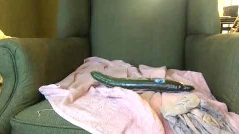 queenkitty477 online show from 10.25.25