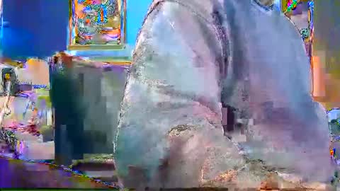 rb69er905364 online show from 12.28.24