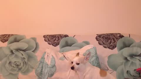 riri_mojo_92 online show from 11.25.25