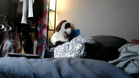 River Saint online show from 03.11.25