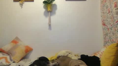 RoastingCorn online show from 03.11.25