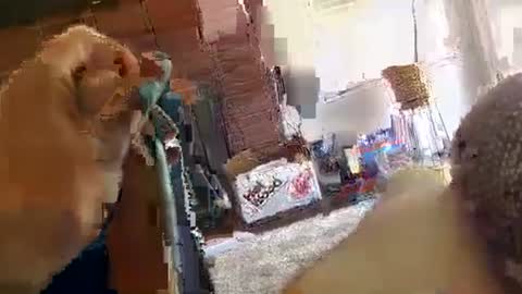 ryanbobby88 online show from 09.29.25