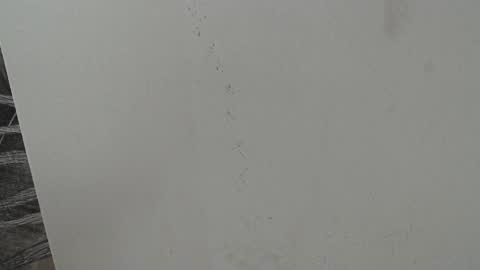 rylierouse online show from 10.25.25