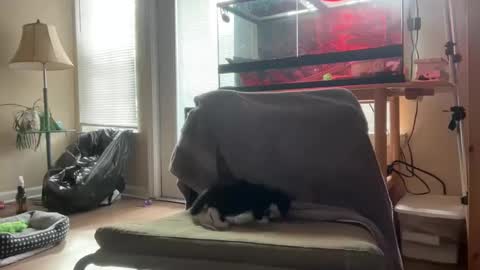 sabrosocockcarnesandwich online show from 10.05.25