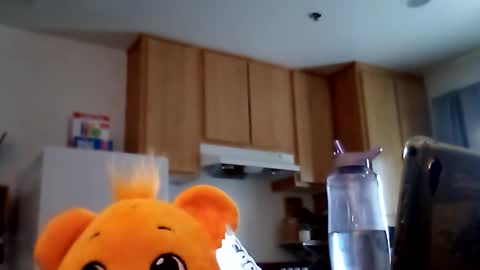 salis1981 online show from 02.19.26