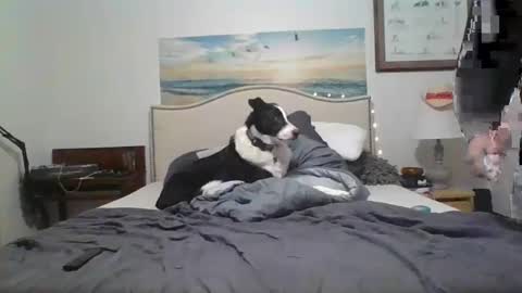 salsbud2022 online show from 02.28.25