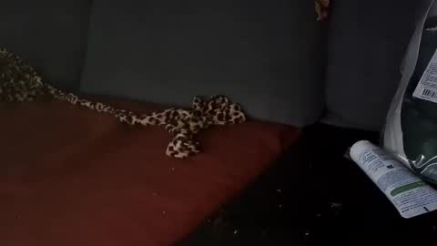 Julian Kinky Bi-guy online show from 03.28.26