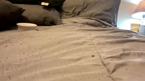 Snapshot of sexylingerie4u2c chatting on 03.11.25 FunCpl4u online show from 03.11.25