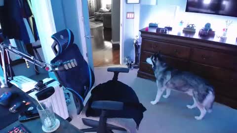 Snapshot of shaftyone4u chatting on 01.16.25 shaftyone4u online show from 01.16.25