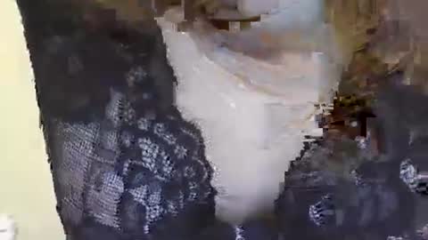 Siren online show from 01.21.25