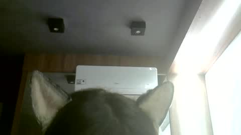 Snapshot of skinnykittencam chatting on 06.22.26 skinnykittencam online show from 06.22.26