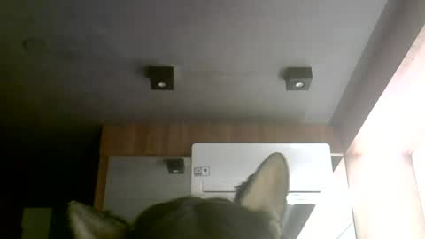 Snapshot of skinnykittencam chatting on 06.30.26 skinnykittencam online show from 06.30.26