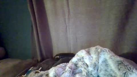 slittiekittie online show from 03.01.26