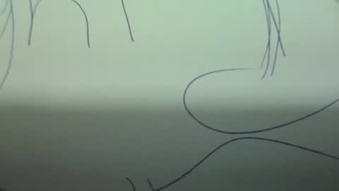 Scottietee online show from 03.02.26