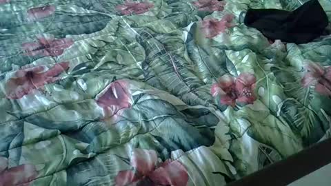 Rocco-load online show from 01.15.25