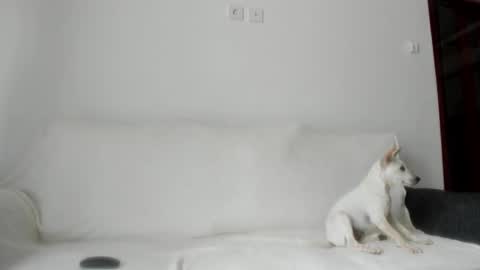 Angel PVT show open online show from 10.21.25