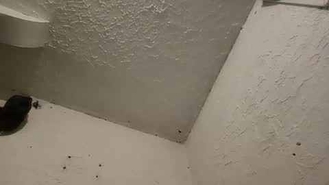 Talen James online show from 03.11.25