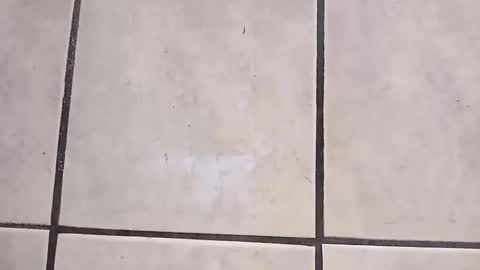 tall6feet7inch online show from 10.02.25