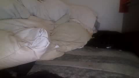 Snapshot of tellias1 chatting on 09.15.25 tellias online show from 09.15.25