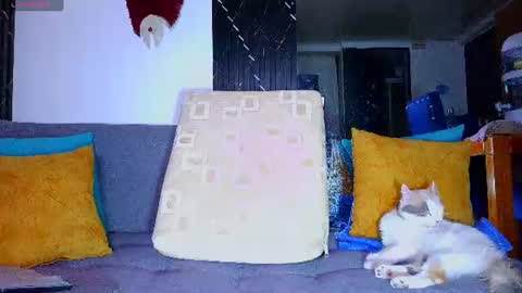 Snapshot of the_dog_lian chatting on 06.28.26 the dog lian online show from 06.28.26