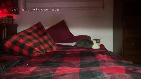 Thatcarrguyy online show from 12.03.24