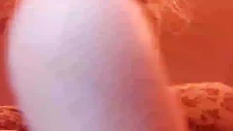 tretrix5588 online show from 12.31.24