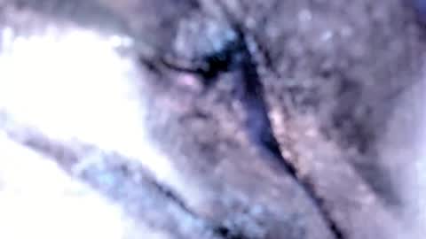 Snapshot of tshotfuckingyanzxx chatting on 02.12.25   Stella Hanlon    - - online show from 02.12.25