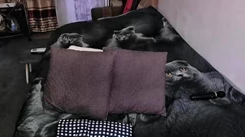 Lana online show from 09.20.25