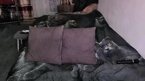 Lana online show from 01.17.26