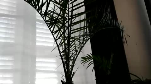 patricia online show from 10.02.25