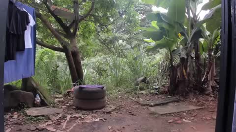 venus ... zeus sheer  online show from 03.03.25