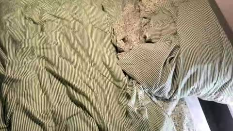 Snapshot of vireiax chatting on 03.14.26 Vireia online show from 03.14.26