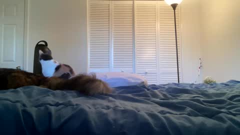 weedwacker43 online show from 02.26.25