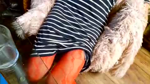 Snapshot of your_dog chatting on 12.01.25 Taylor Tash online show from 12.01.25