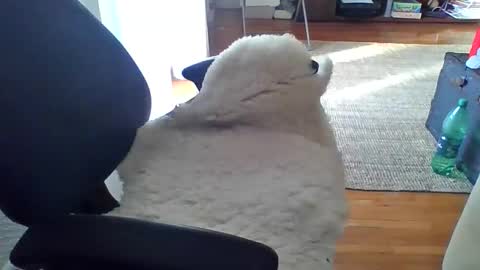 Snapshot of zyggy87 chatting on 02.23.26 zyggy87 online show from 02.23.26