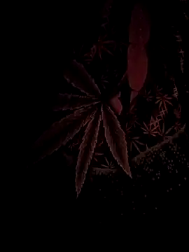 ySqmbVanbe online show from 02.17.26