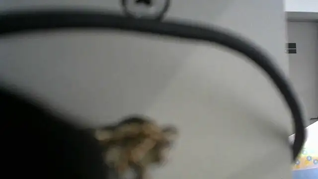 Snapshot of lovense_test04 chatting on 09.19.25 lovense test04 online show from 09.19.25