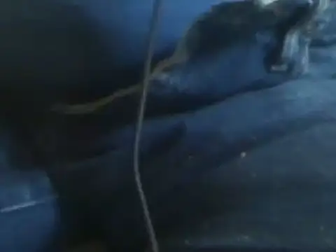 markluvskitty online show from 01.30.25