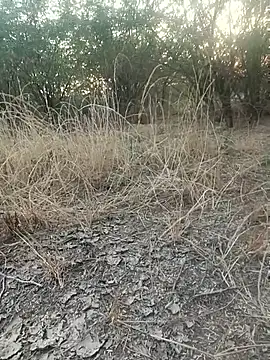 lovesuna online show from 12.20.25