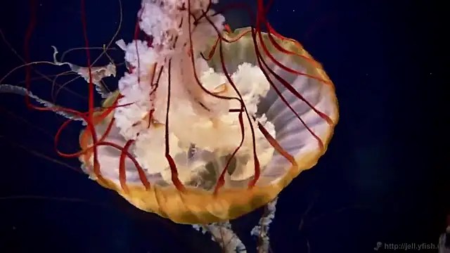 streamy test11 online show from 10.06.25