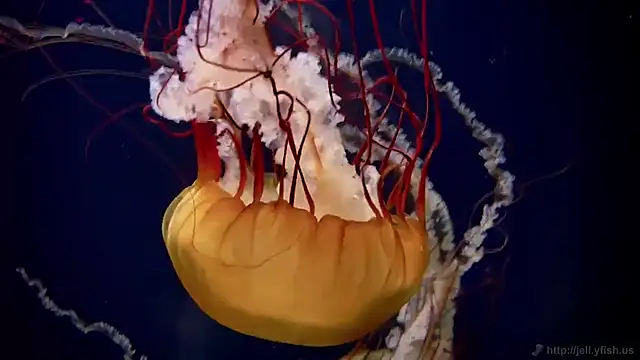 streamy test11 online show from 11.05.25