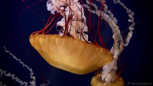 streamy test11 online show from 02.19.26