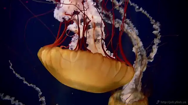 streamy test11 online show from 03.27.26