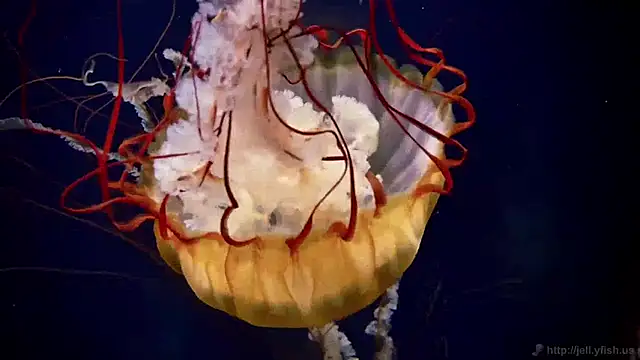 streamy test11 online show from 03.30.26