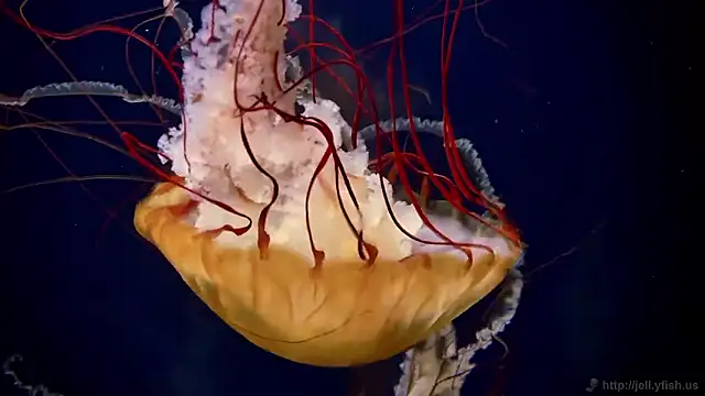 streamy test15 online show from 10.31.25