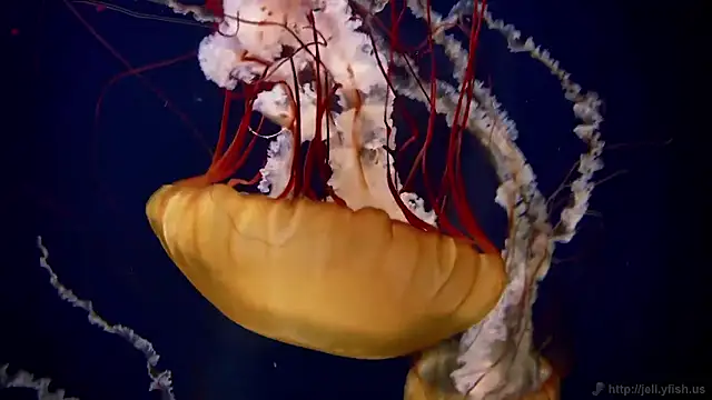 streamy test15 online show from 11.11.25