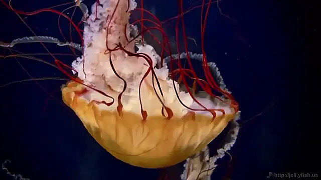 streamy test15 online show from 11.13.25